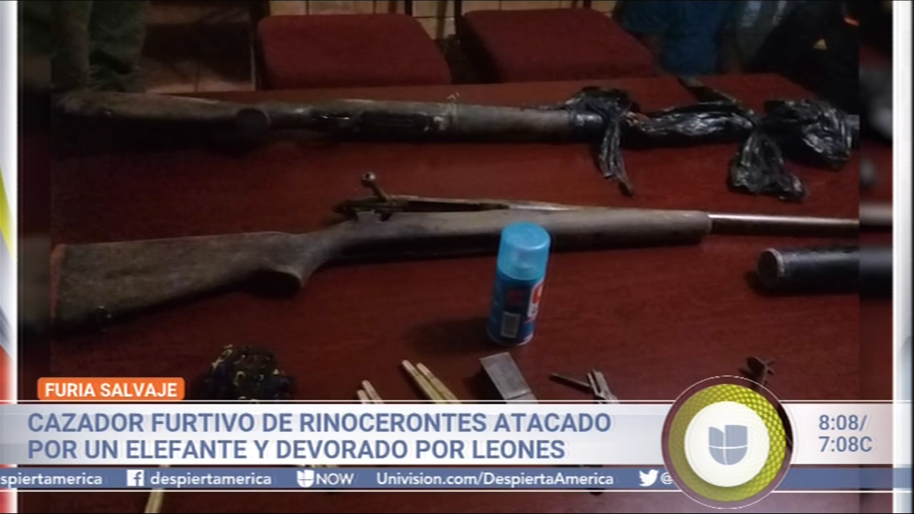 Cazador Furtivo De Rinocerontes Atacado Por Un Elefante Y Devorado Por Leones