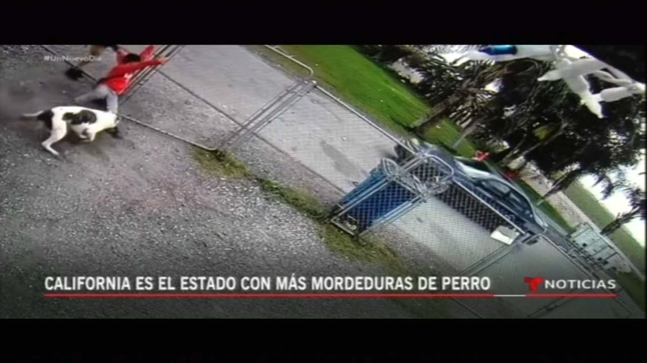 California Es El Estado Con Más Mordeduras De Perro