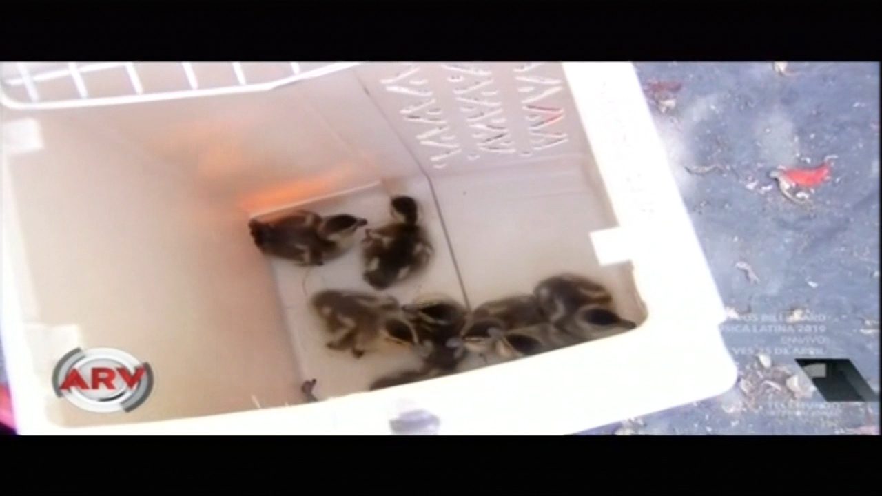 Rescatan A Patitos En Un Desagüe