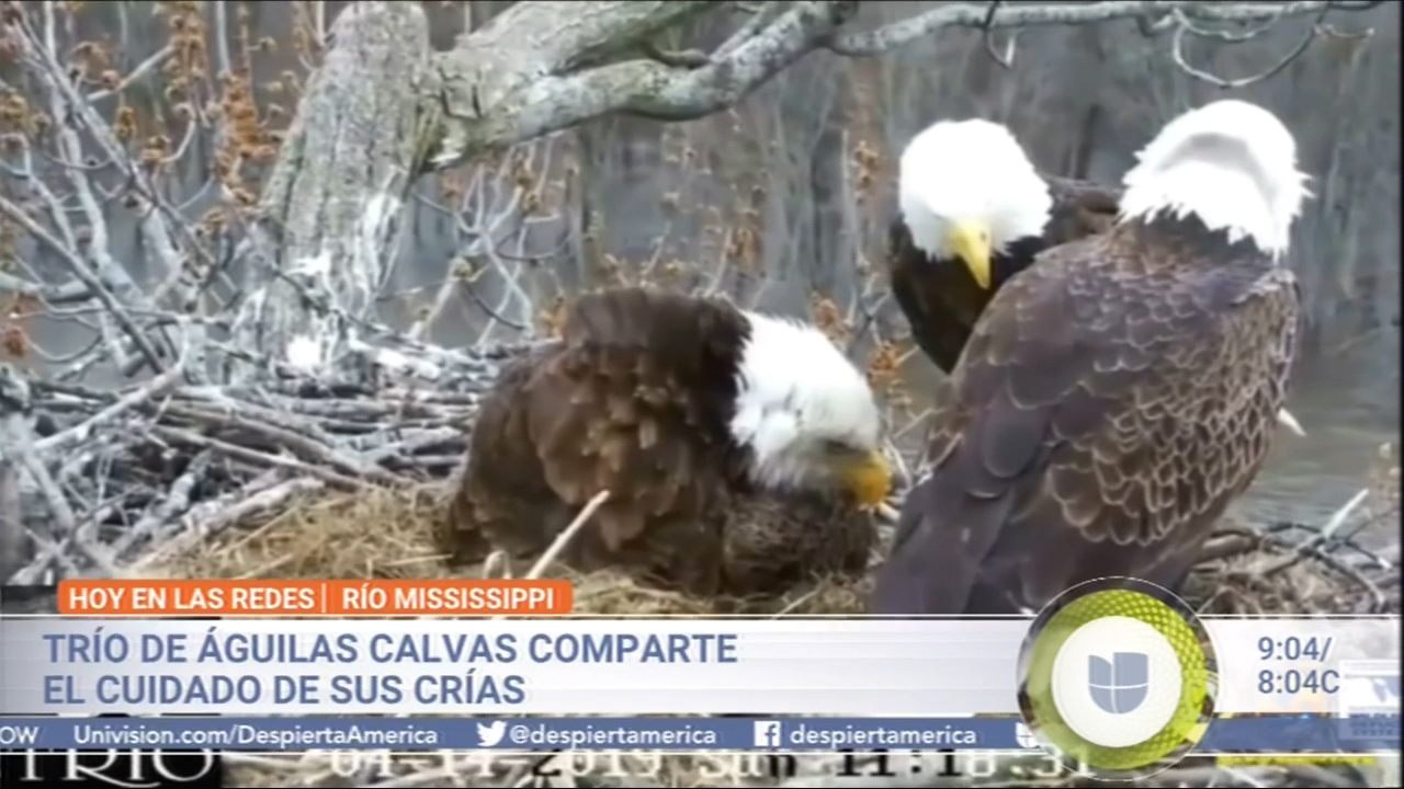 Trio De Águilas Calvas Comparten  El Cuidado De Sus Crías