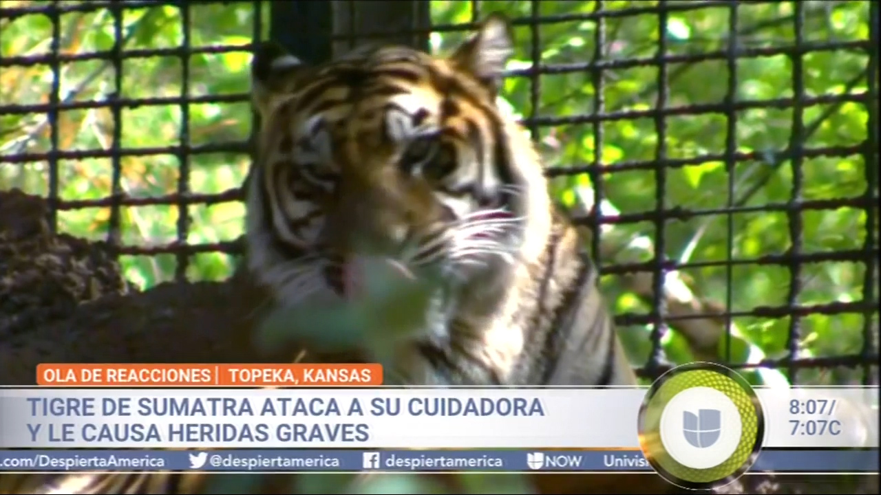 Tigre De Sumatra Ataca A Su Cuidadora Y Le Causa Heridas Graves