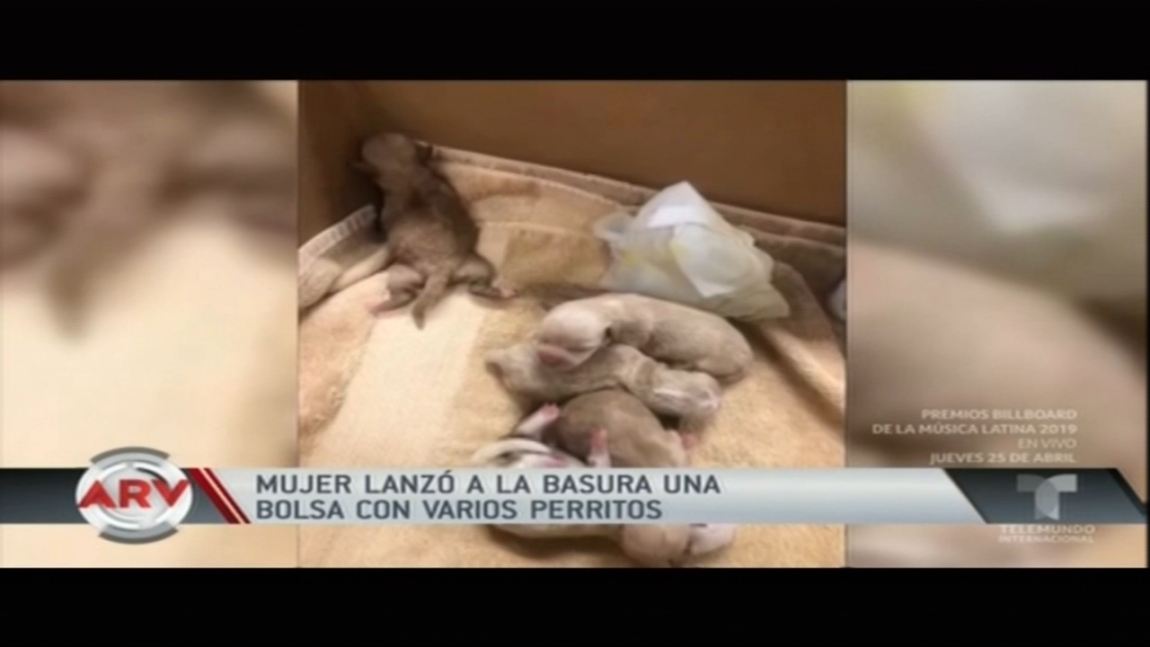 Mujer Lanzó A La Basura Una Bolsa Con Varios Perritos