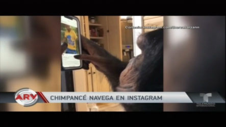 “Viral” Un Chimpancé Que Navega En Instagram