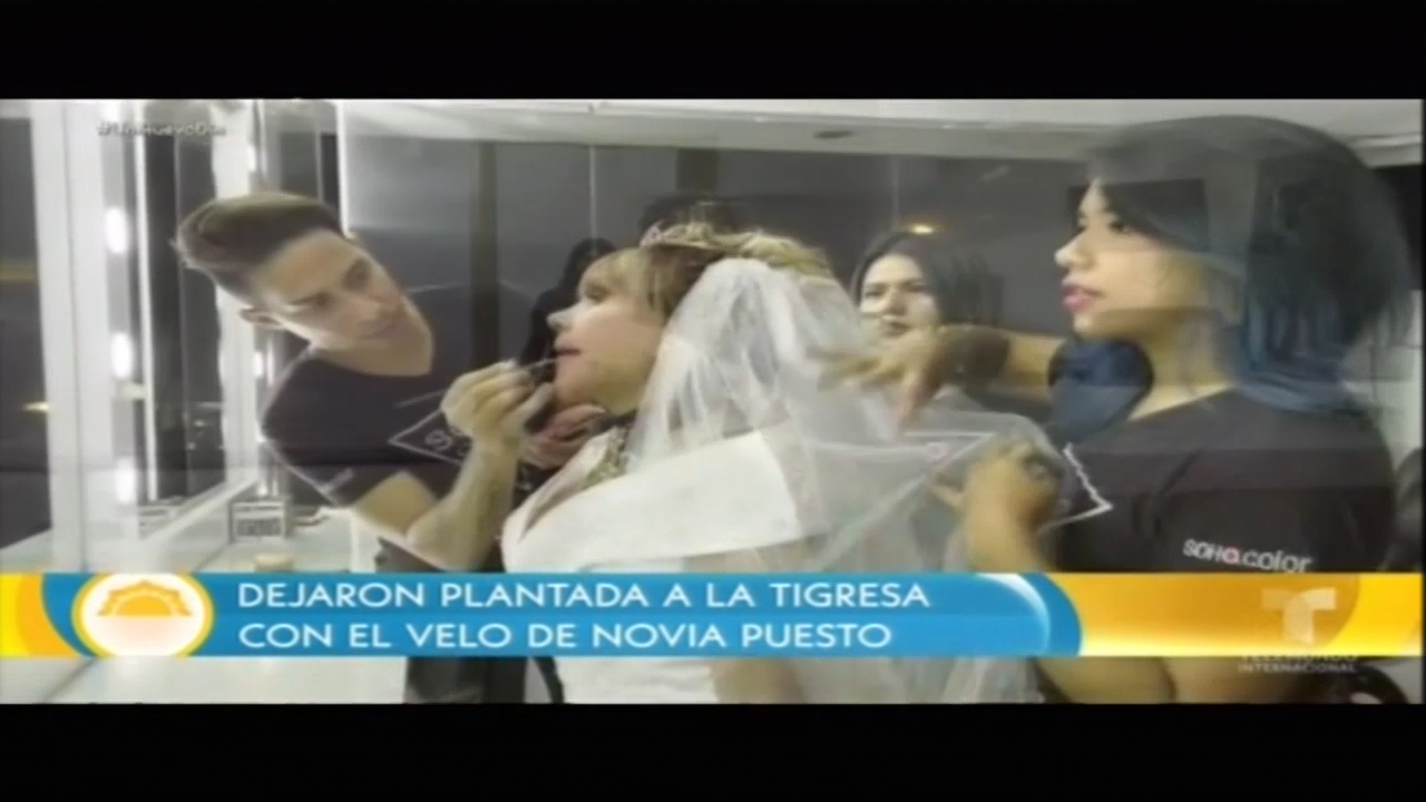Dejaron A La Tigresa Con El Velo De Novia Puesto