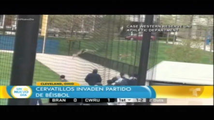 Cervatillos Invaden Partido De Béisbol