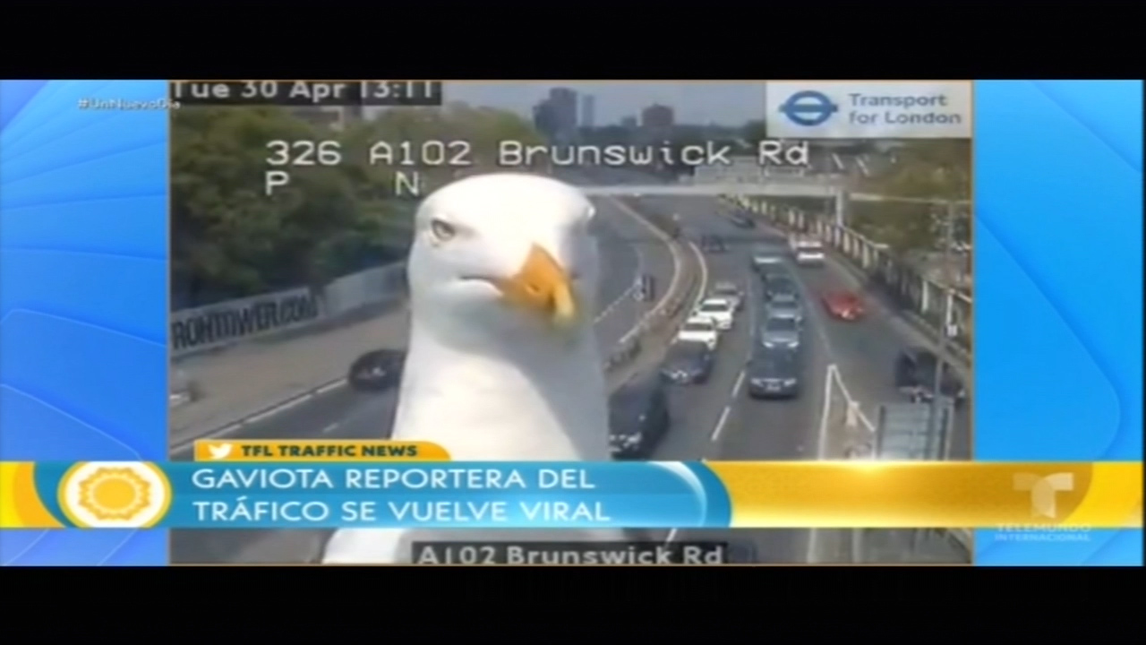 Gaviota Reportera Del Tráfico Se Vuelve Viral
