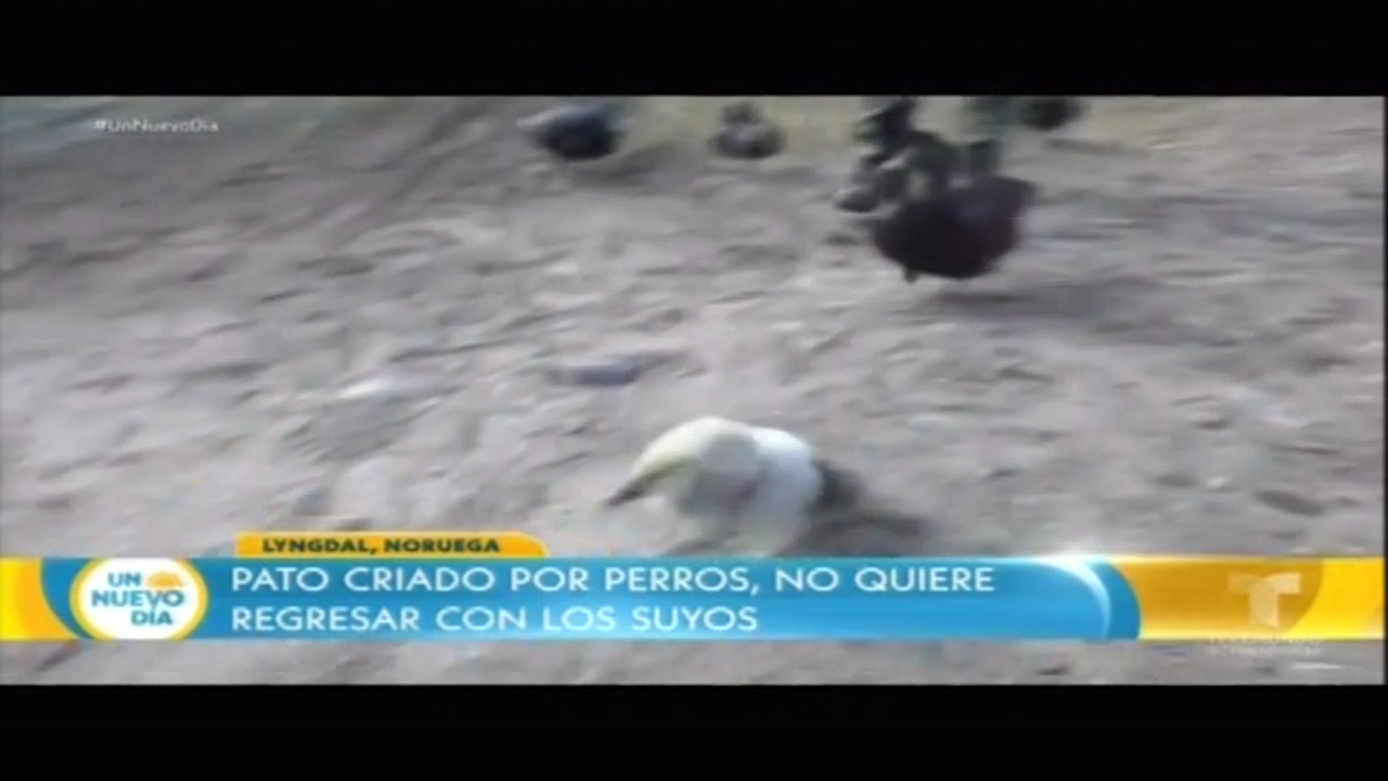 Pato Criado Por Perros, No Quiere Regresar Con Los Suyos