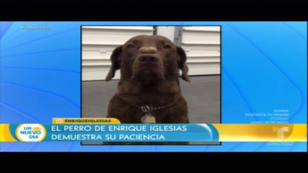 El Perro De Enrique Iglesias Demuestra Su Paciencia