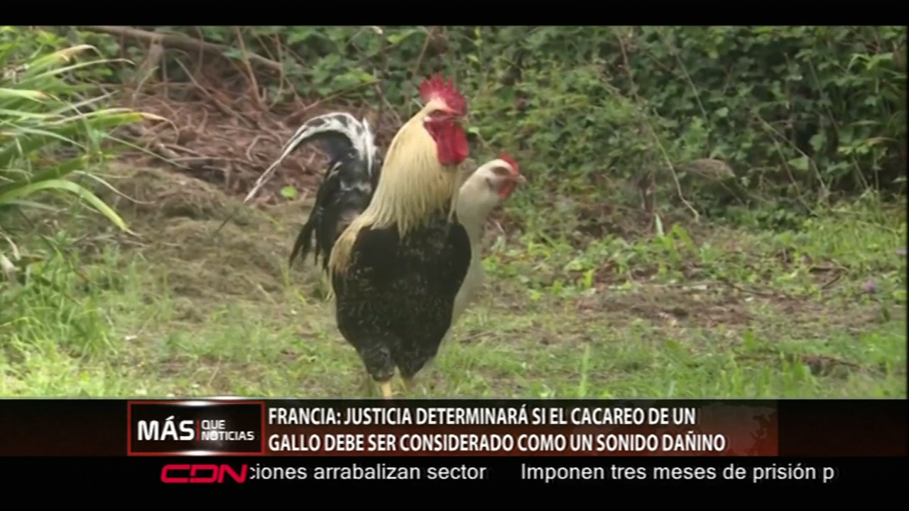 Justicia Francesa Determina Si Cacareo De Un Gallo Debe Ser Considerado Un Sonido Dañino