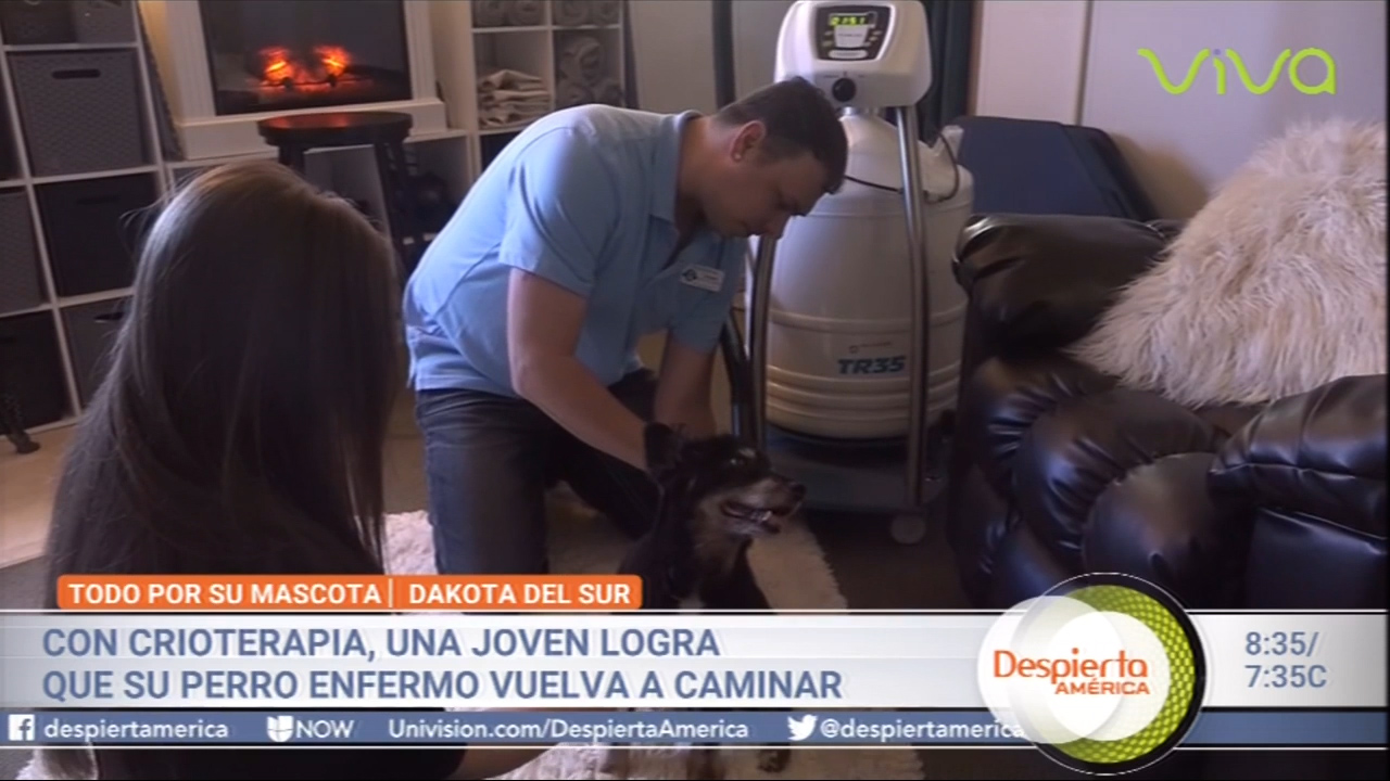 “Todo Por Tu Mascota” Con Crioterapia, Una Joven Logró Que Su Perro Enfermo Volviera A Caminar