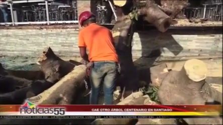 Cae Otro árbol Centenario En Santiago