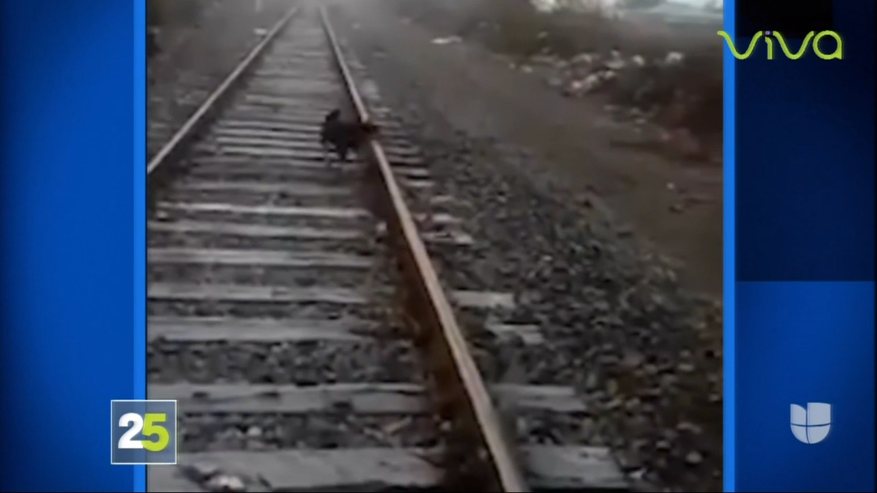 Dejan Perro Atado En Las Vías Del Tren