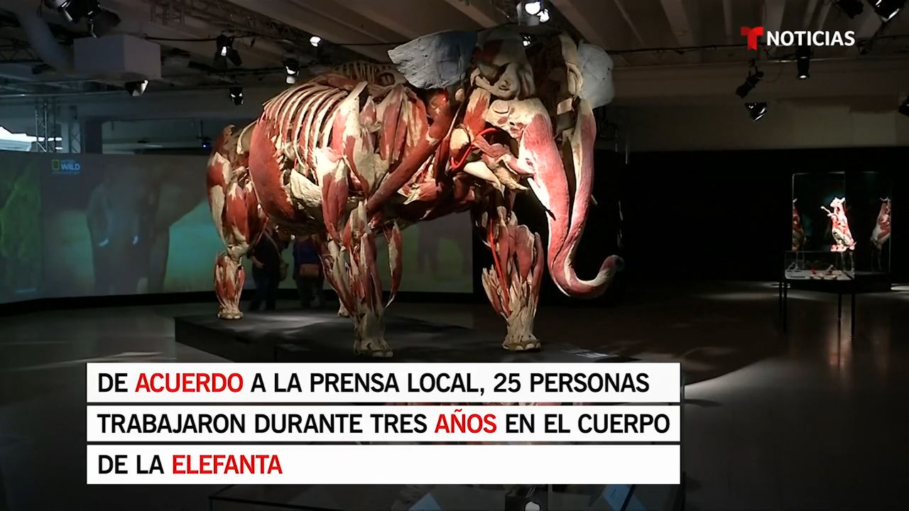 La Nueva Exposición De “Doctor Muerte” Exhibe Cadáveres De Animales
