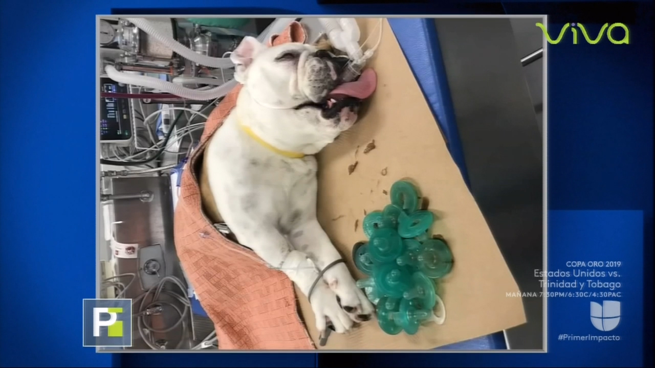 Perro Se Come 20 Chupetes Para Bebes