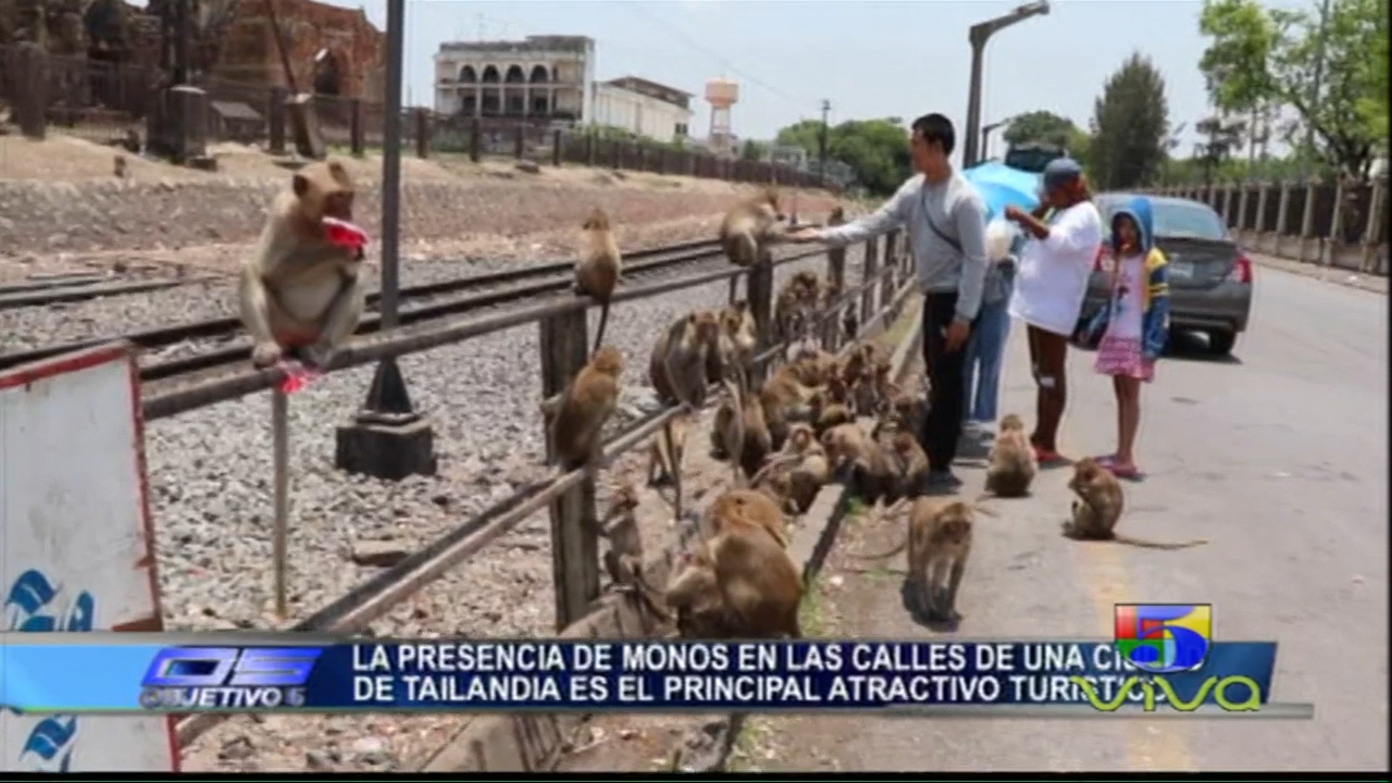 La Presencia De Monos En Las Calles De Una Ciudad De Tailandia Es El Principal Atractivo Turístico
