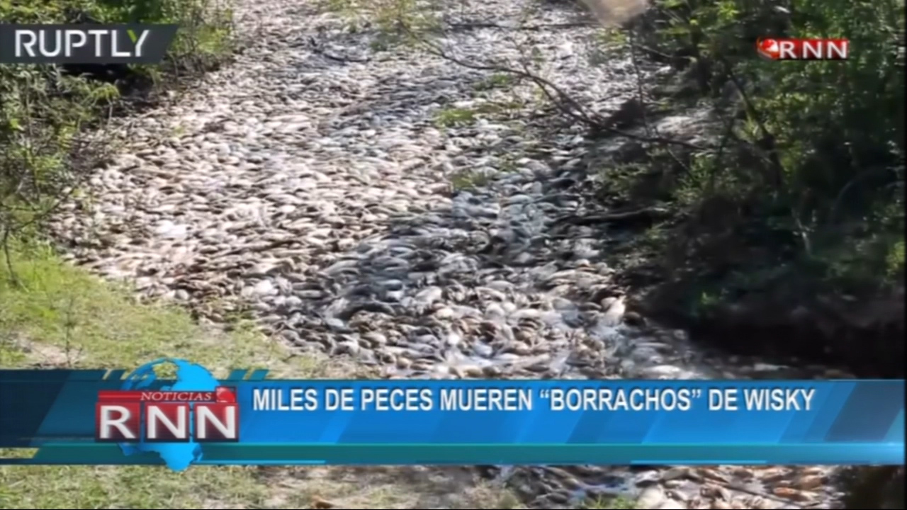 Miles De Peces Mueren Borrachos De Wisky