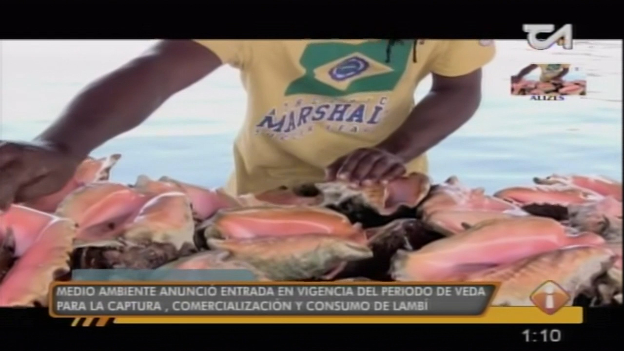 Medio Ambiente Entra En Vigencia Periodo De Veda Para La Captura Y Consumo De Lambi