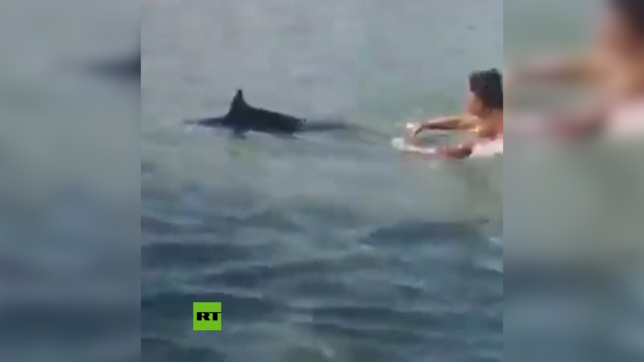 Bañistas Apedrean Hasta La Muerte A Un Pez Espada En Una Playa De Grecia