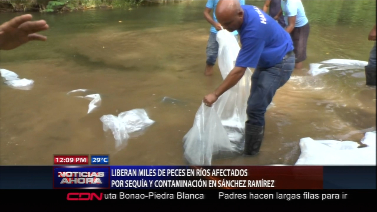 Liberan Miles De Peces En Ríos Afectados Por Sequía Y Contaminación En Sánchez Ramírez