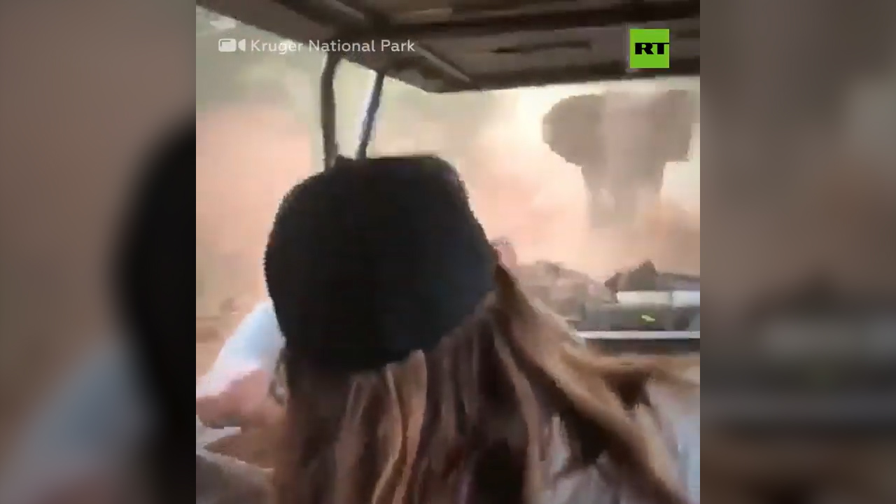 Elefante “Extremadamente Enojado” Embiste A Un Todoterreno En Un Safari Lleno De Turistas En Sudáfrica