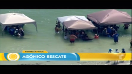 Turistas Rescatan 5 Ballenas Que Quedaron Varadas En Una Playa De La Florida