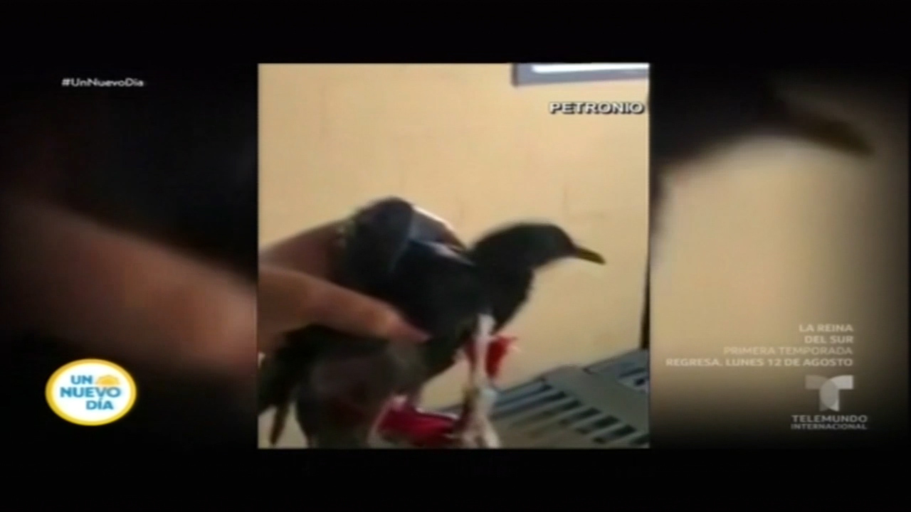 Paloma Mensajera Es Atrapada Haciendo Entregas En Prisión