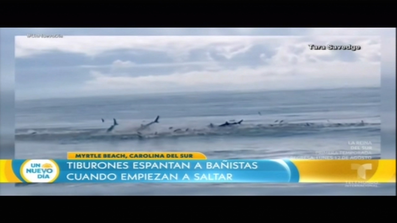 Tiburones Espantan A Bañistas Cuando Empiezan A Saltar