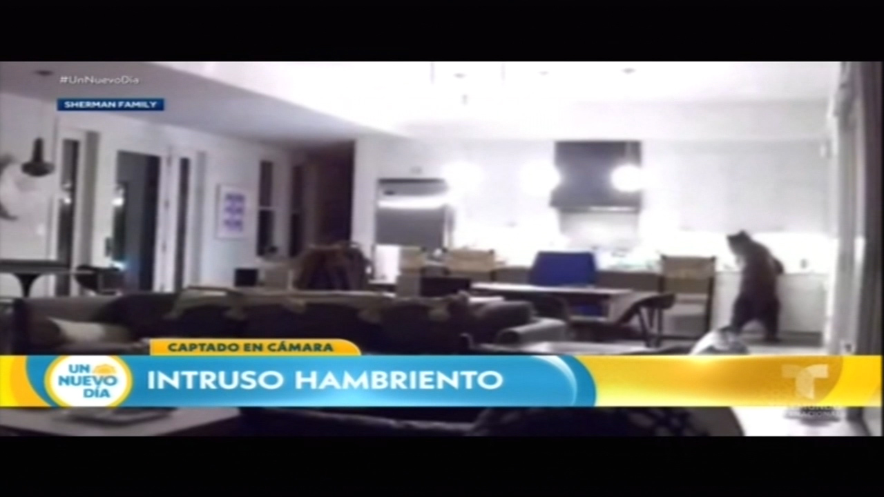 Oso Negro Entra A Una Casa Abre La Nevera Y Acaba Con Todo