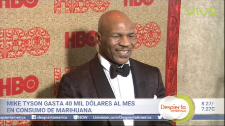 Mike Tyson Gasta 40 Mil Dólares Al Mes En Consumo De Marihuana