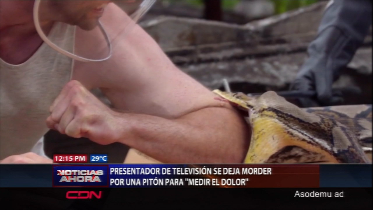 Presentador De Televisión Se Deja Morder Por Una Pitón Para “Medir El Dolor”