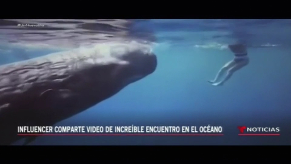 Influencer Comparte Video De Increíble Encuentro En El Océano