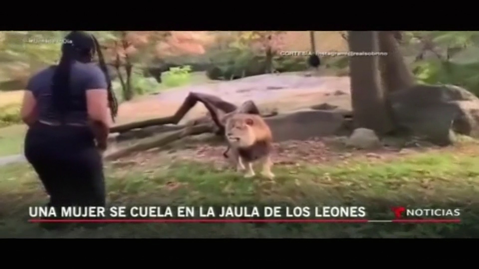 Una Mujer Se Cuela En La Jaula De Los Leones En Nueva York