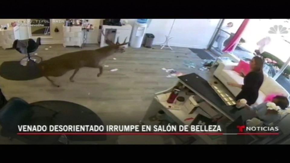 Venado Desorientado Irrumpe En Salón De Belleza