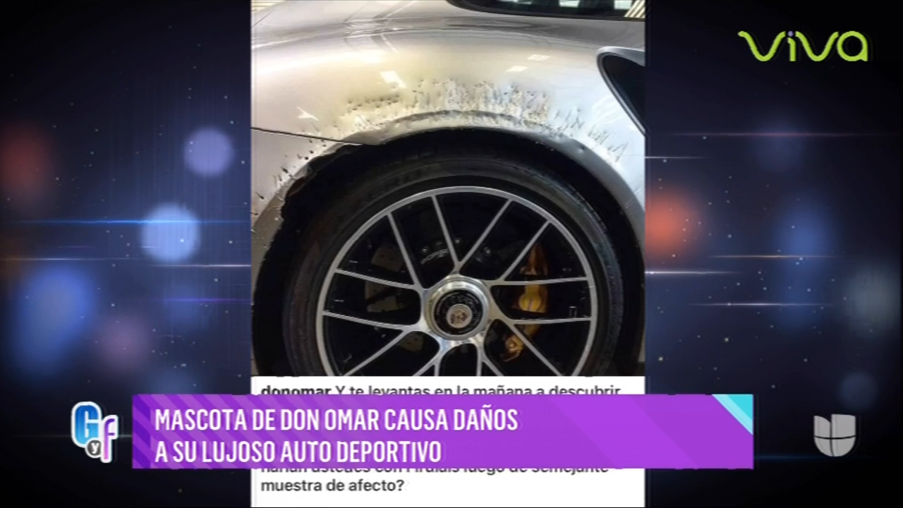 Mascota De Don Omar Causa Daños A Su Lujoso Auto Deportivo