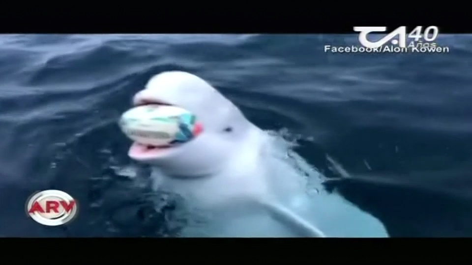 Ballena Beluga Jugando Rugby En Mar Abierto