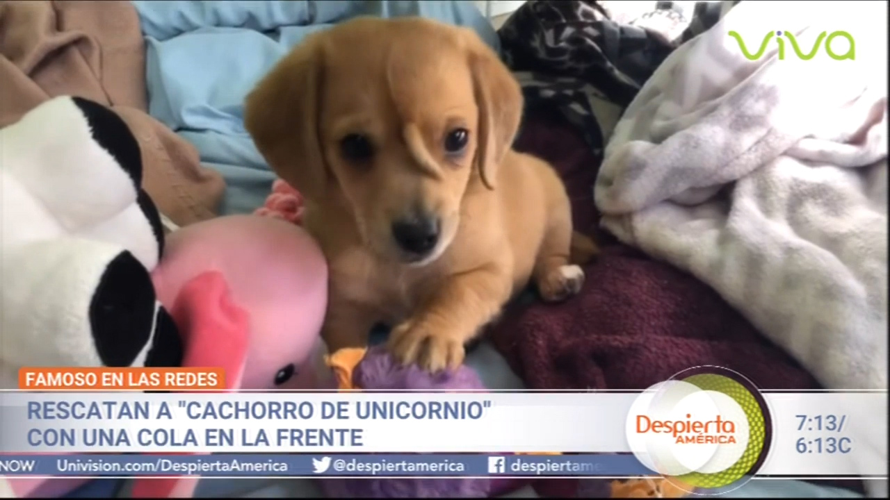 Famoso En Las Redes “Cachorro De Unicornio” Con Una Cola En La Frente