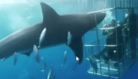 ¡Increíble! Tiburon Queda Atrapado En Una Jaula Llena De Buzos