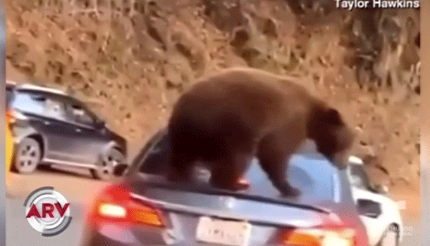 Oso Se Sube En Un Carro ¡Mira Lo Que Pasa!
