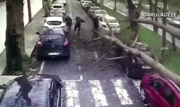 Árbol Cae Y Casi Casi Aplasta Varias Personas