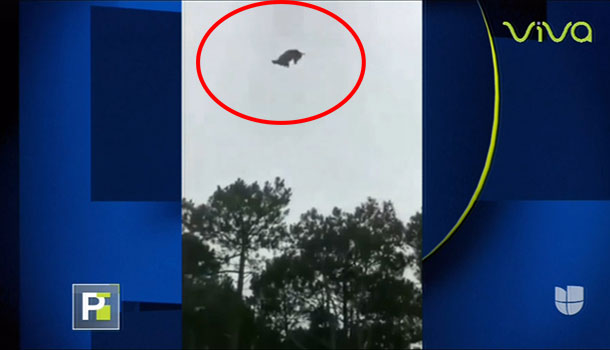 Millonario Lanza Un Cerdo Desde Un Helicóptero Solo Por Diversión