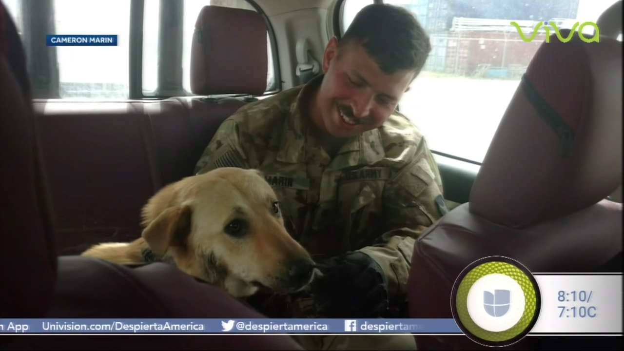 Soldado Estadounidense Adopta Un Perro En Irak Y Lo Lleva A Los Estados Unidos 