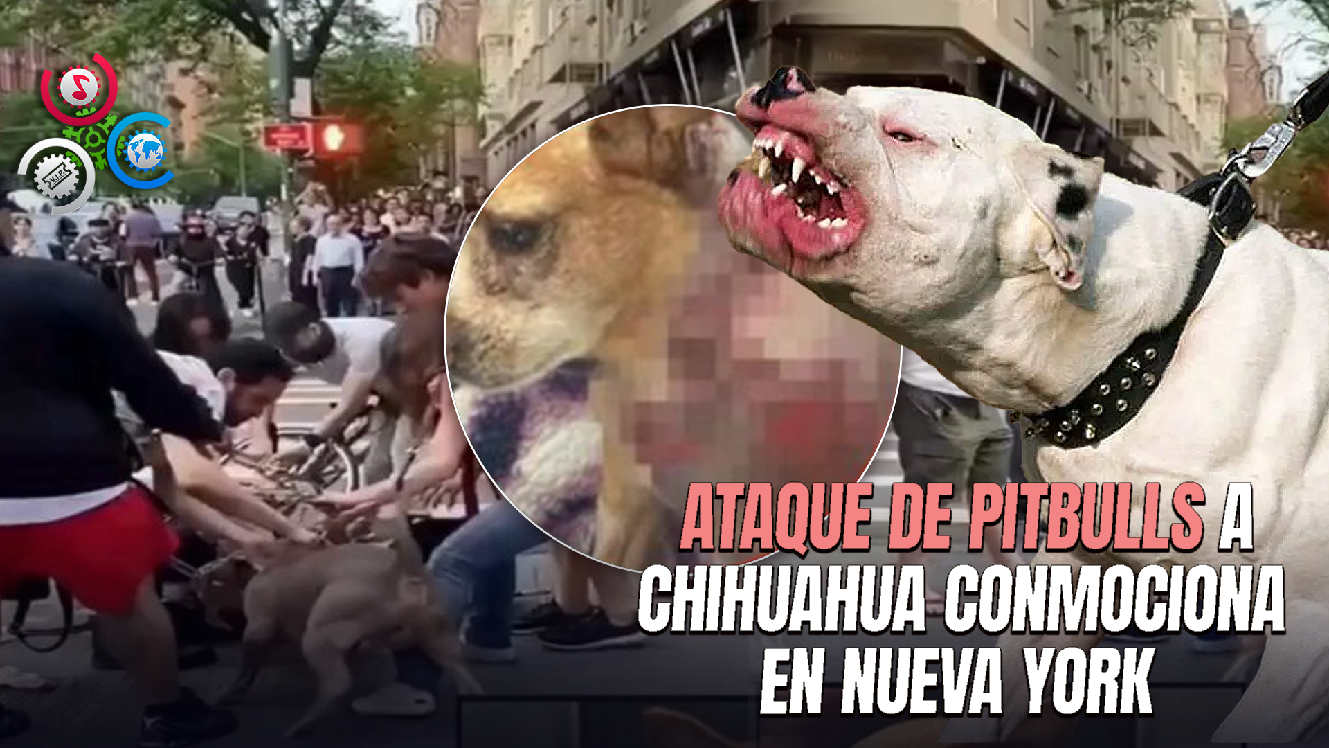 Dos Pitbulls Atacan Brutalmente A Chihuahua En NY: “la Dejaron Al Borde De La Muerte”
