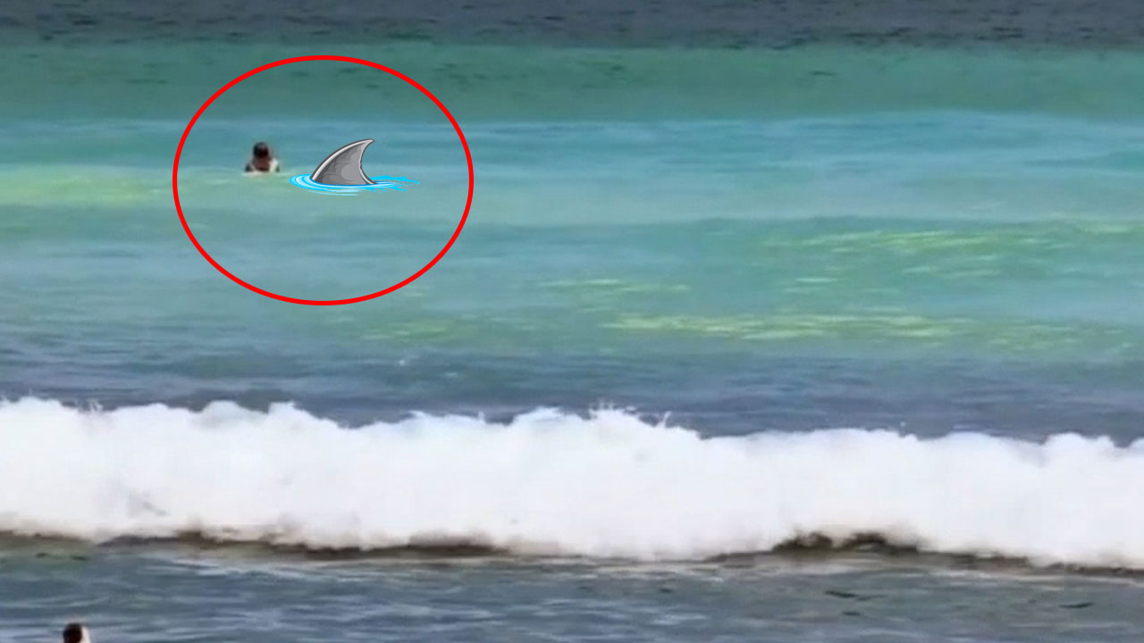 Salvavidas Rescata A Niño De 9 Años Tras Ser Mordido Por Un Tiburón