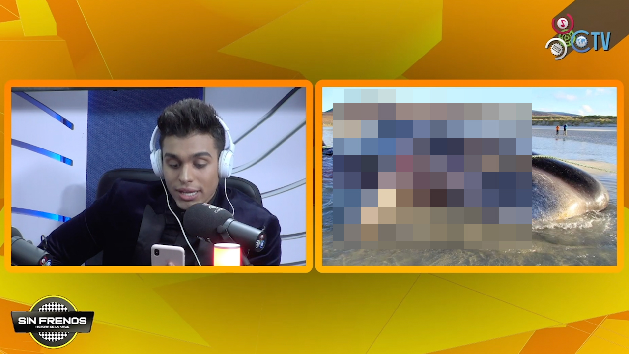 ¡Increíble! Hallan Ballena Muerta Con Más De 100 Kilos De Basura En El Estómago