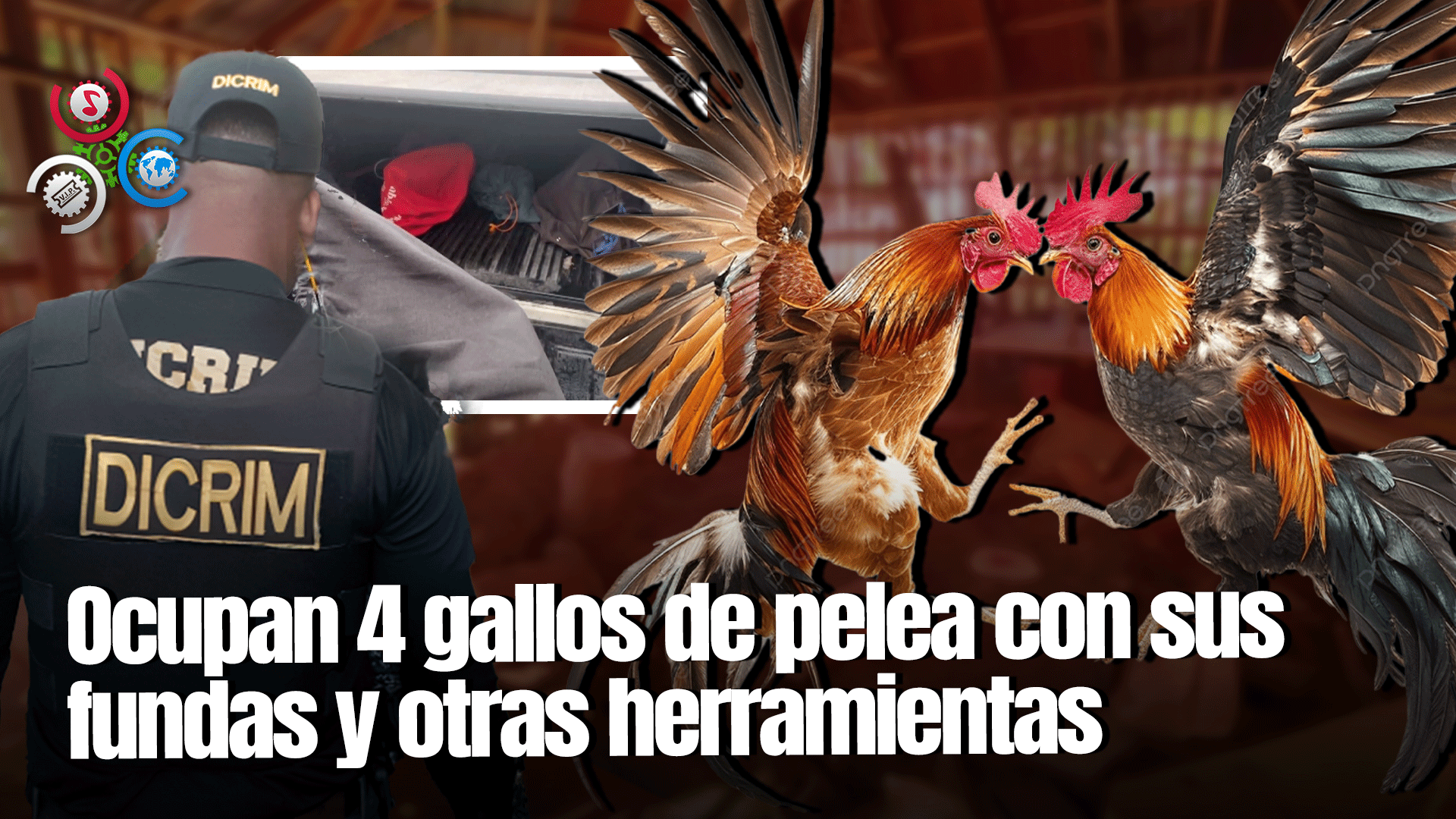 Desmantelan Gallera Clandestina Que Operaba En Finca De Fantino, Sánchez Ramírez