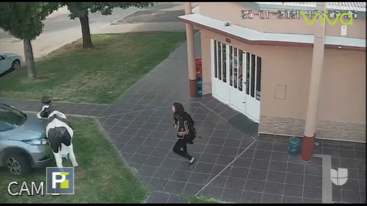 Vehículo Fuera De Control Casi Mata Una Mujer Y Destruye Una Vaca Decorativa