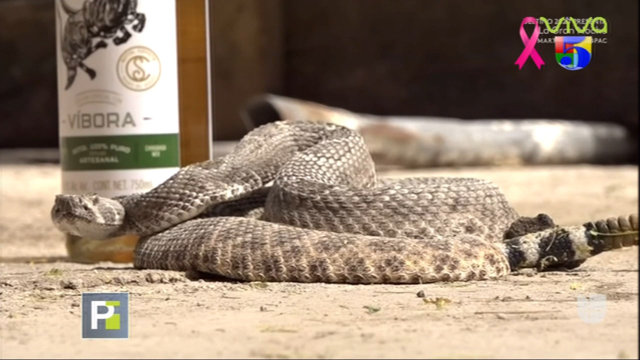 En Mexico La Serpiente Cascabel Cura El Cancer Y La Diabetes