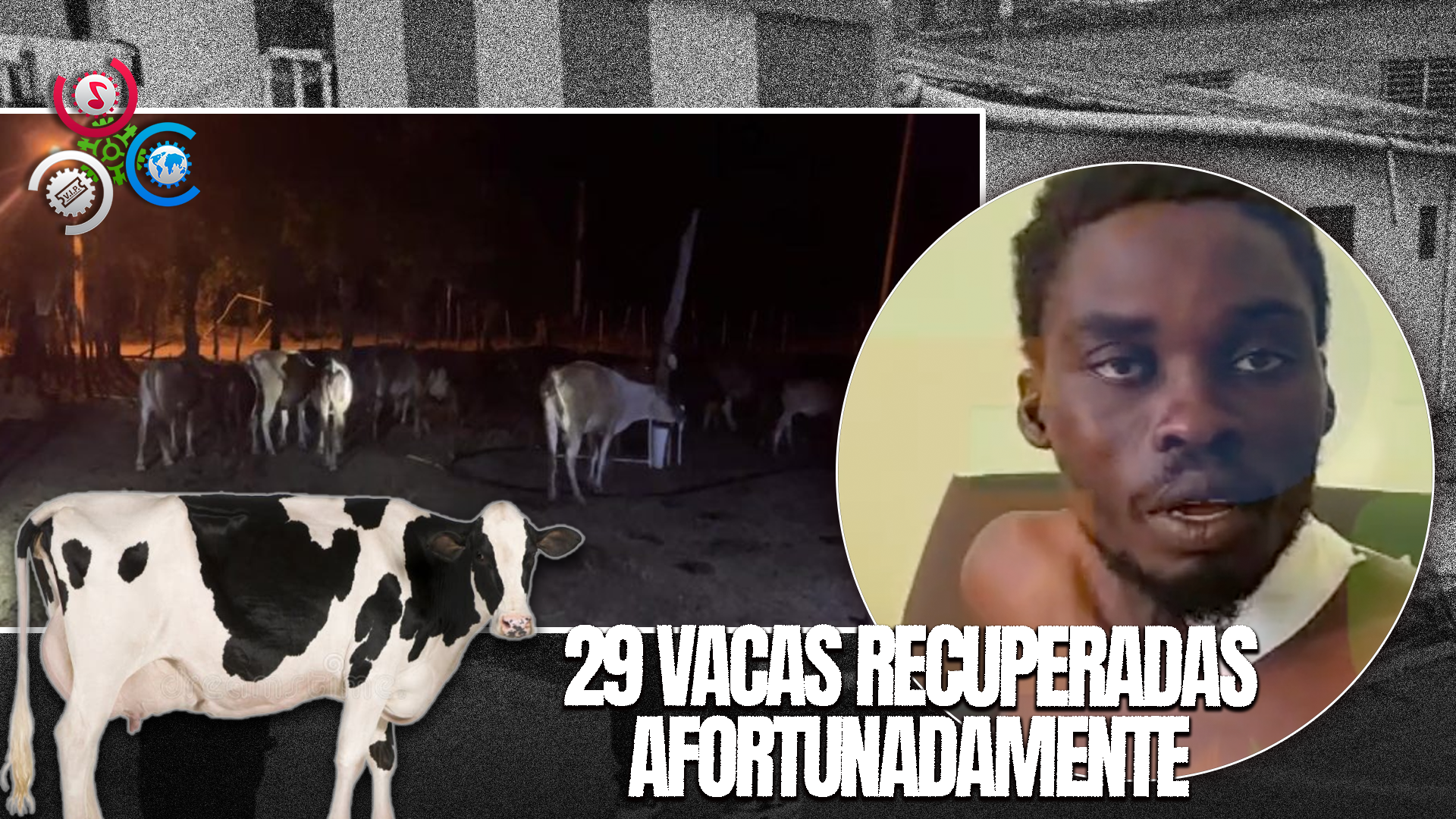 Ejército Dominicano Recupera 29 Vacas Y 2 Caballos Robados Por Haitianos En La Frontera
