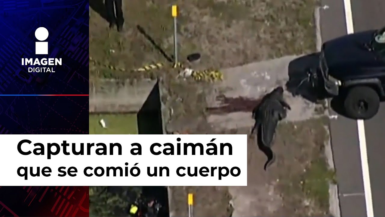 Capturan A Caimán Mientras Cargaba Un Cuerpo Humano ¡en Su Hocico!
