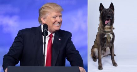 Trump Condecora A Conan, El Perro Herido Durante La Persecución Del Líder De ISIS